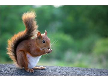英國有哪些可愛的小動物們，你想知道嗎
